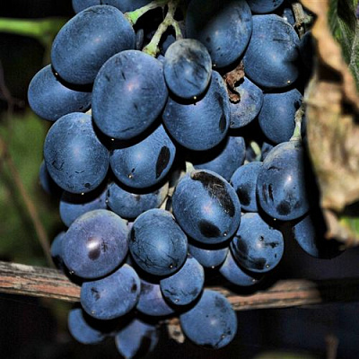 Синий в Россоши