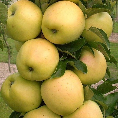 Яблоня колонновидная в Россоши