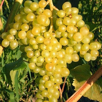 Желтый в Россоши