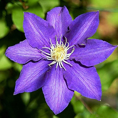 Клематис ЗЕ ПРЕЗИДЕНТ в Россоши