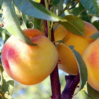 Персики в Россоши