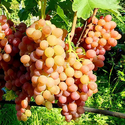 Сладкий в Россоши