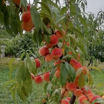 Персик ВУЛКАН в Россоши