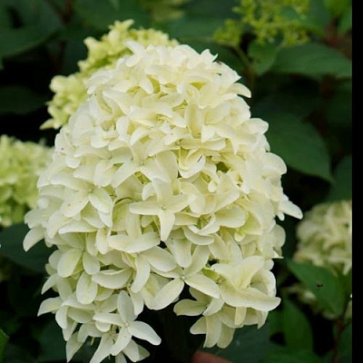 Средняя в Россоши