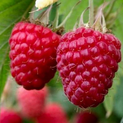 Средняя в Россоши