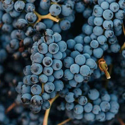 Технический в Россоши