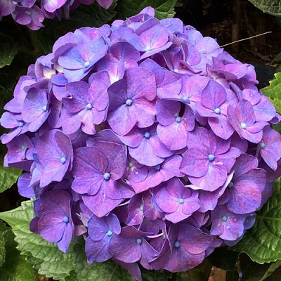 Фиолетовая в Россоши