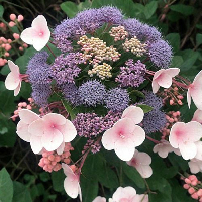 Шершавая в Россоши