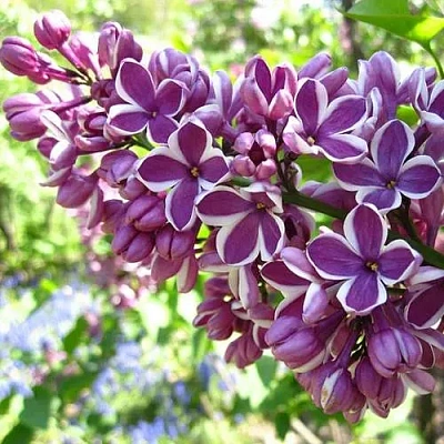 Сирень СЕНСАЦИЯ (привитая) в Россоши