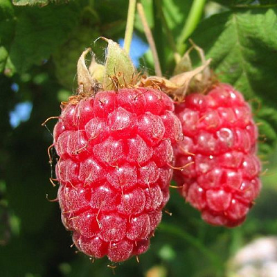 Крупная в Россоши