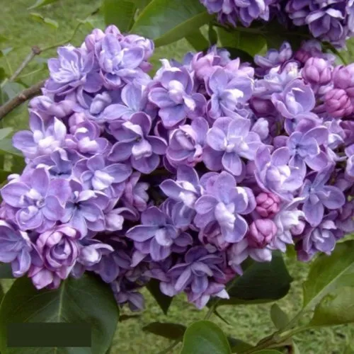 Сирень АМИ ШОТТ в Россоши