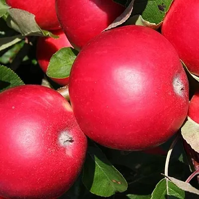 Красномясые сорта яблонь купить в Россоши, саженцы яблони с красной мякотью